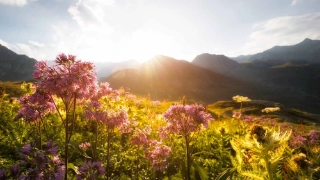 Urner Berglandschaft mit Blumen im Fokus, im Hintergrund die Bergkulisse